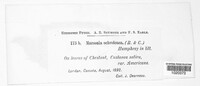Marssonina ochroleuca image